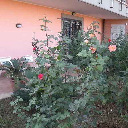 Flores 罗马