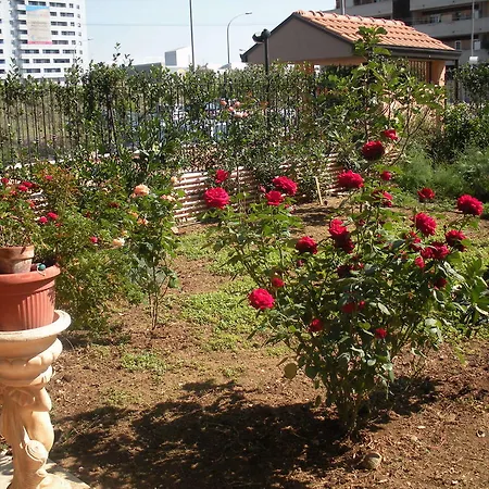 Flores